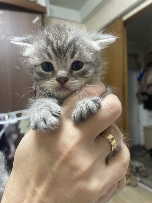 Продам котят шотладские