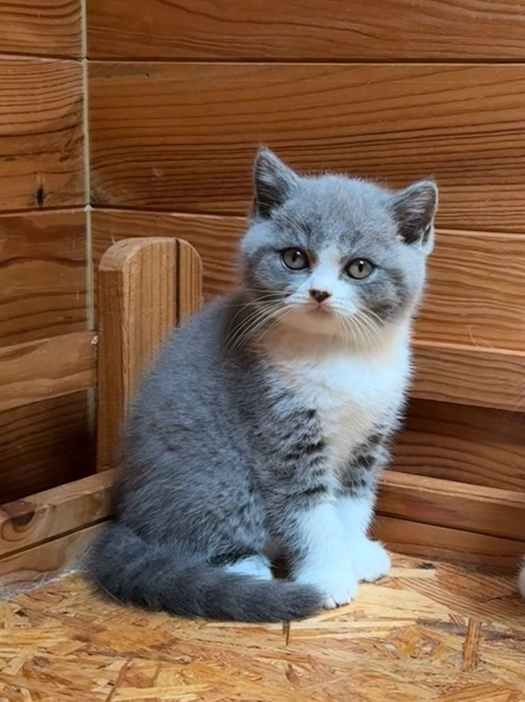Gatinho britânico pelo curro