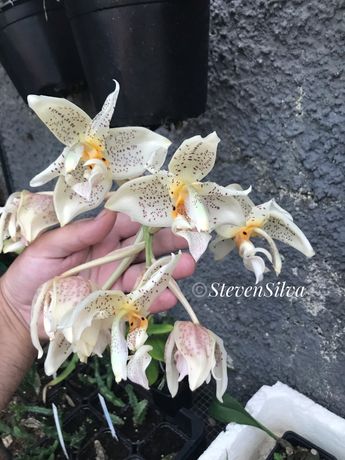 Orquidea Stanhopea Steven Silva