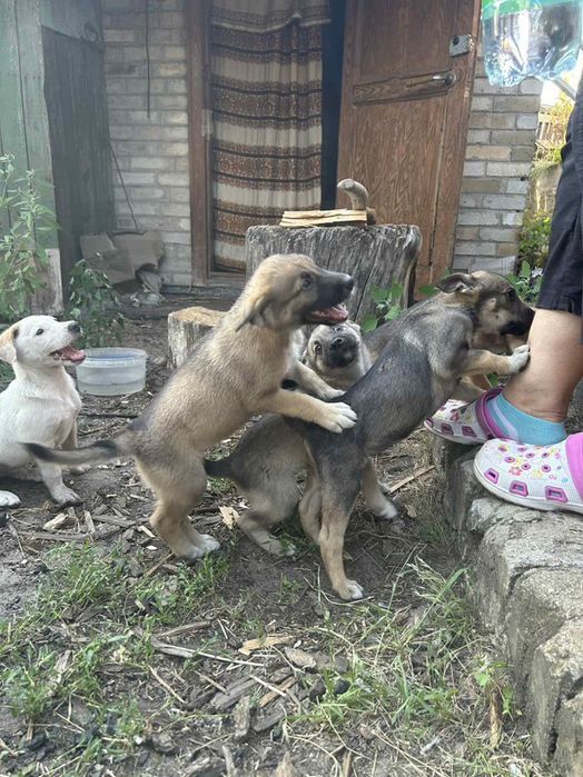 Лінія фронту поруч! Врятуйте хоч по одному, благаю