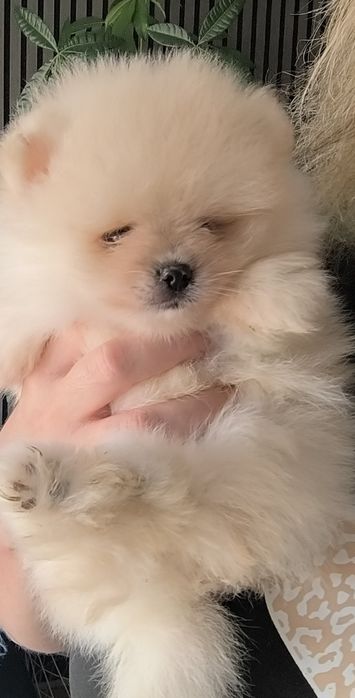 Spitz anão. Lulu da Pomerânia. Mini . Com Pedigree. Lop e Afixo .