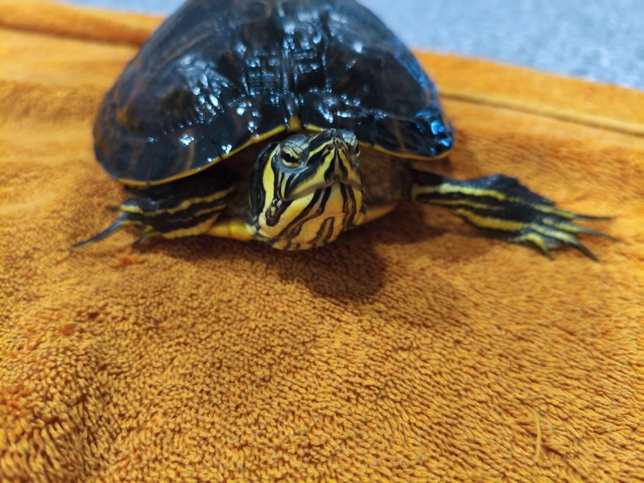 Żółwie wodno lądowe