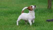 Suczka Jack Russell Terrier z hodowli "BREFIO "-bad.genetyczne