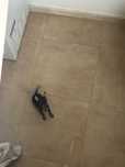 Pinscher miniatura