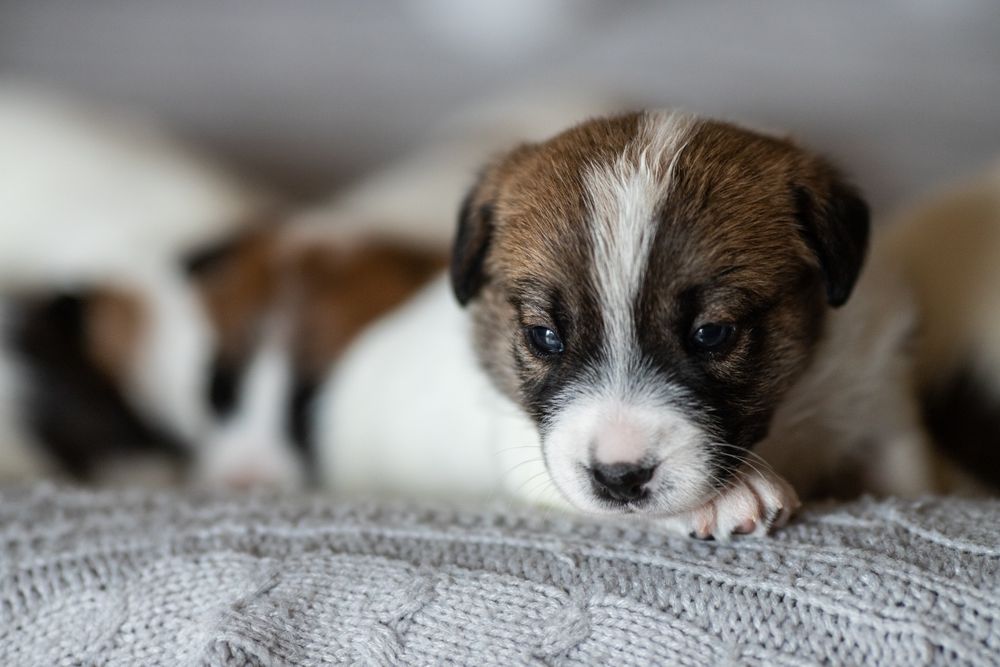 Jack Russell Terrier samiec William