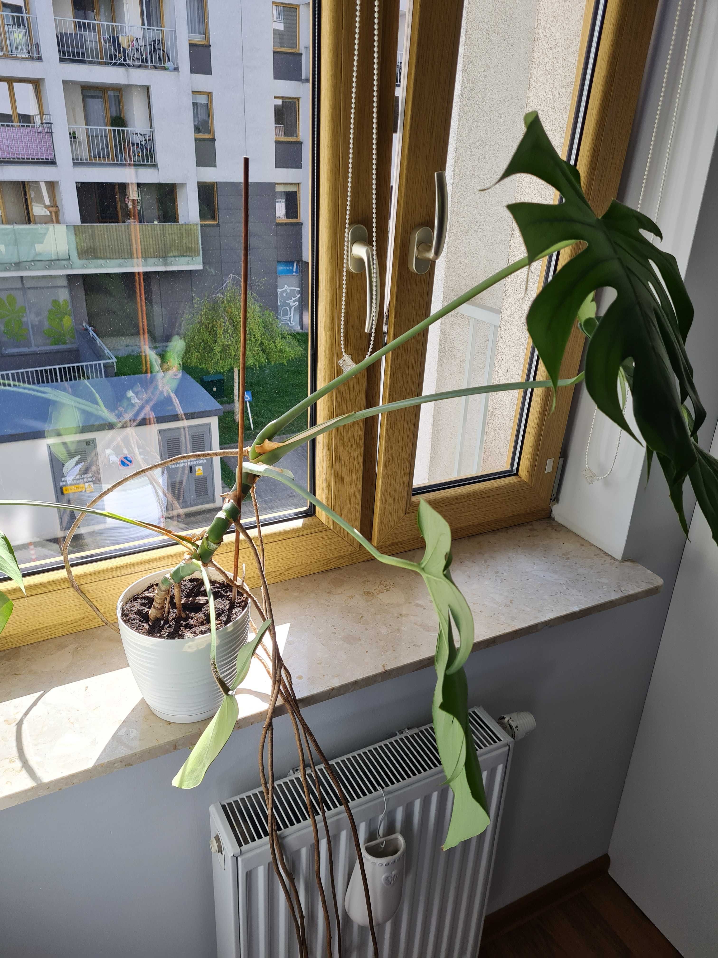 Monstera kwiat w doniczce