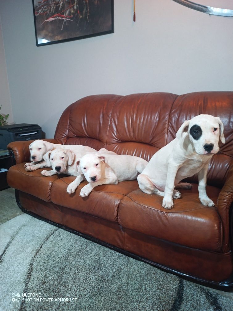 Dog argentyński, dogo Argentino