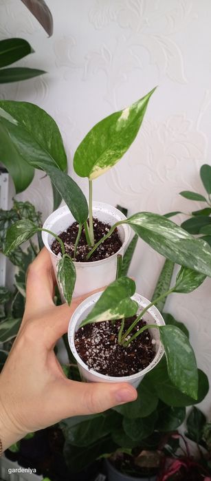 Сінгоніум пілея гібіскус вар сансевієрія лірата