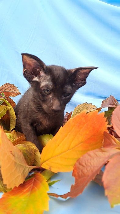 Орієнтальний кіт