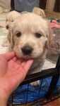 Magnífica Menina Golden Retriever de Excelentes Linhagens