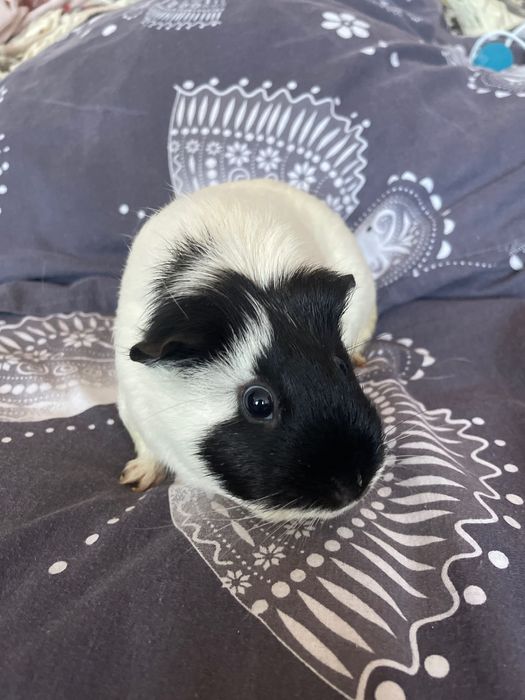 Морска свинка америкаский тедді