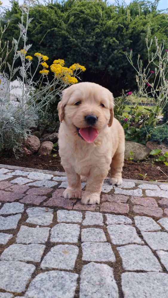 Golden Retriever