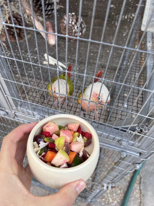 Pyrrhuras molinae pineapple sexadas