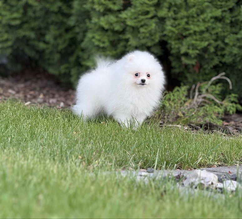 Pomeranian/szpic miniaturowy