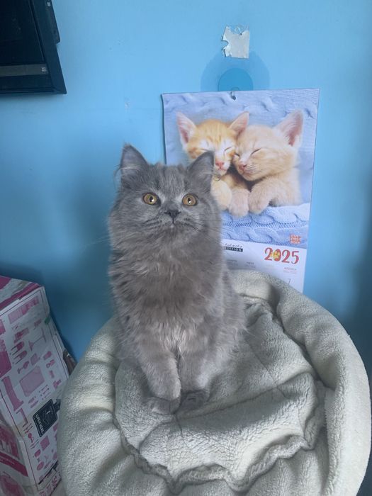 Kocurek brytyjski długowłosy rodowód  fpl gotowy do odbioru