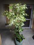 Fikus Benjamina 170cm z dużą porcelanowa donica.