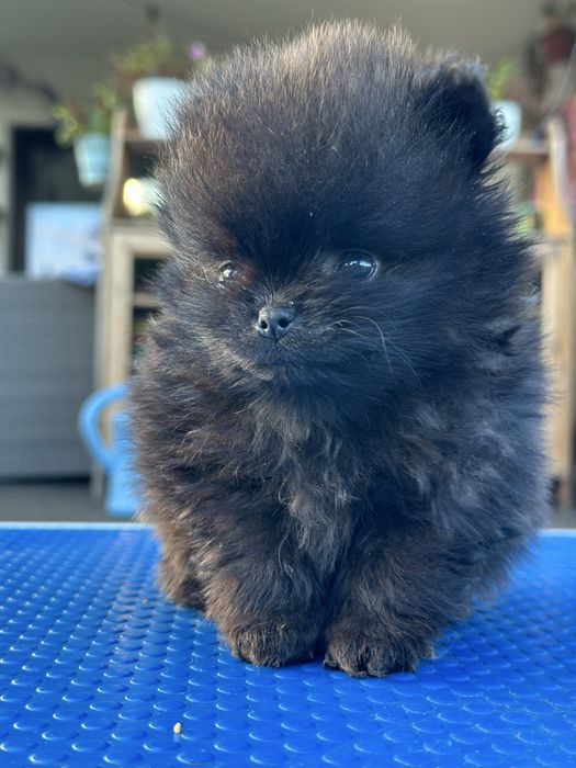 Szpic miniaturowy pomeranian