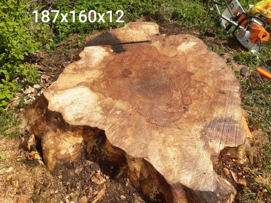 Dębowe plastry i jesion.czeczot