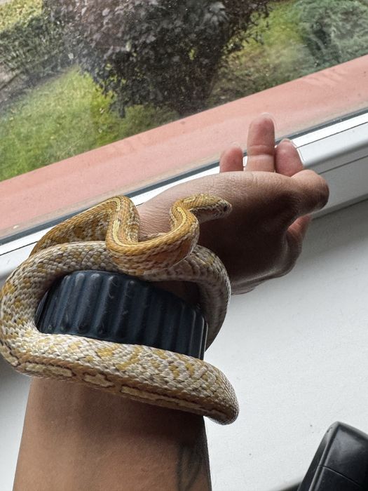 Wąż zbożowy Caramel Tessera