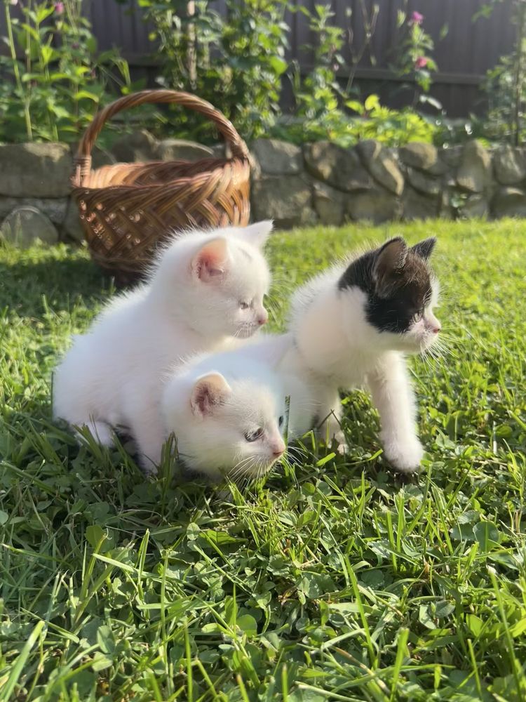 Кошенята в добрі руки. Калуш, Івано-Франківськ, Долина, Брошнів