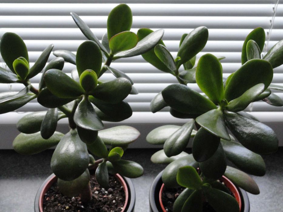 grubosz hobbit pilea - pieniążek kwiat doniczkowy sukulent kaktus