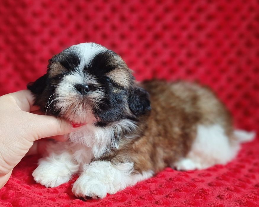 Piękny chłopiec tri-color Shih Tzu z rodowodem