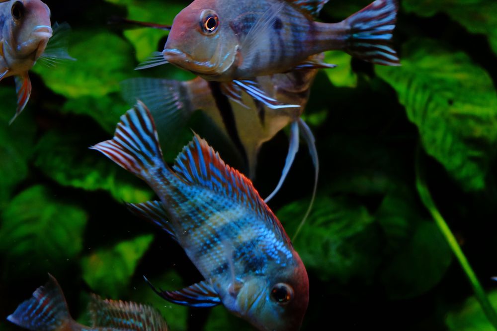 Casal Geophagus Red head tapajos