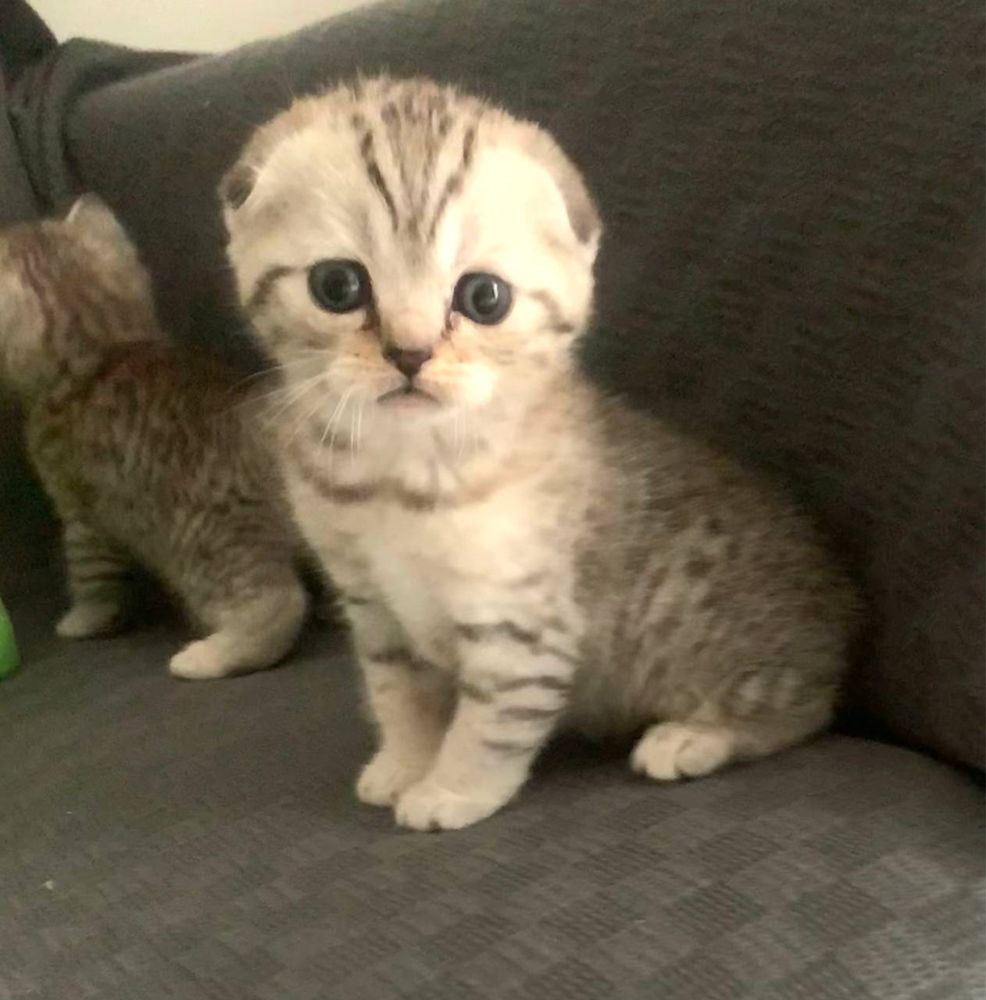 Koteczka Monisia do rezerwacji - Kotka Szkocka Zwisłoucha Tabby < 3
