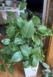 Epipremnum, Filodendron, Monstera, Syngonium nsadzonki od 10 zł/szt