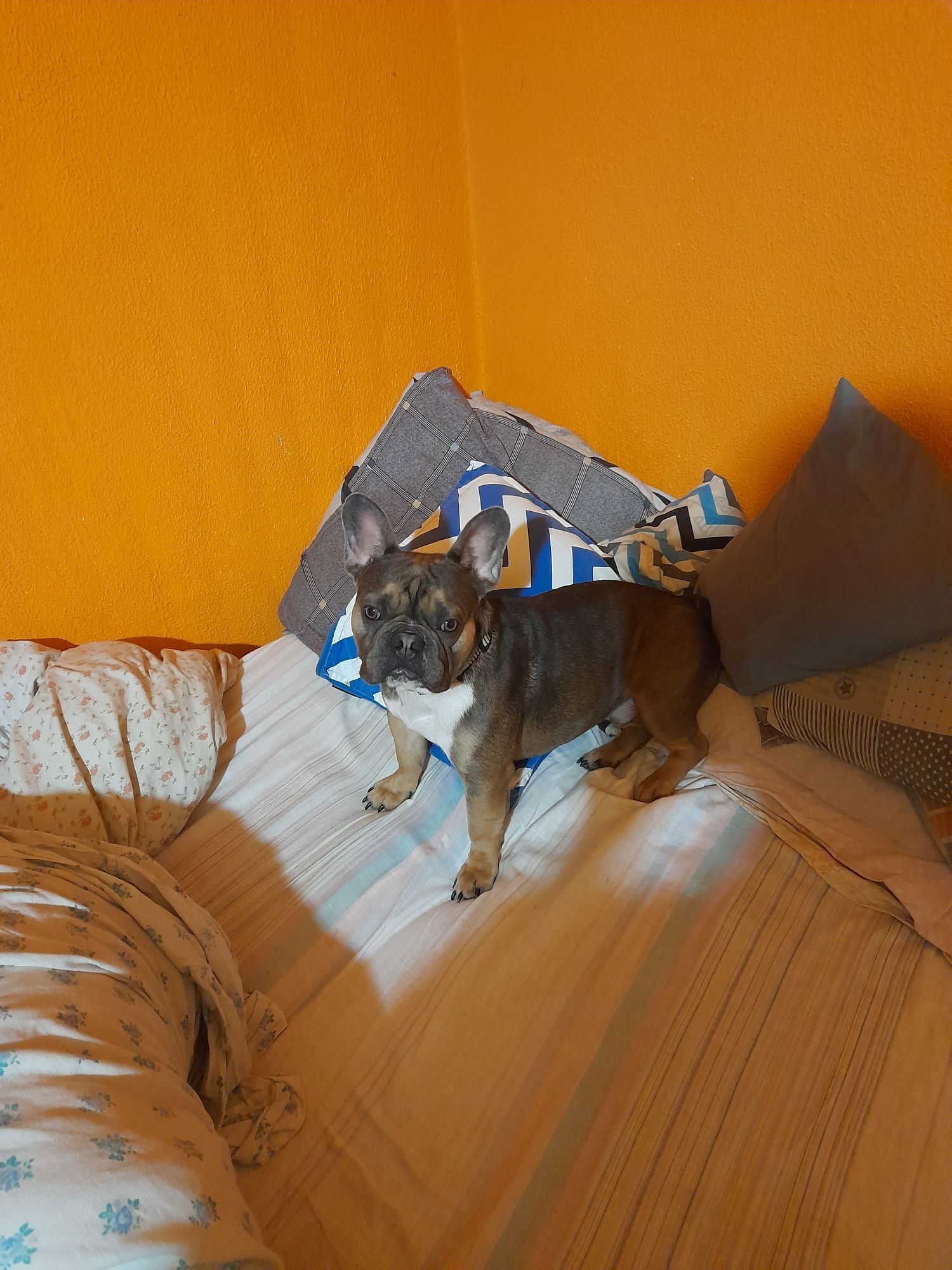Buldog francuski pies wykastrowany