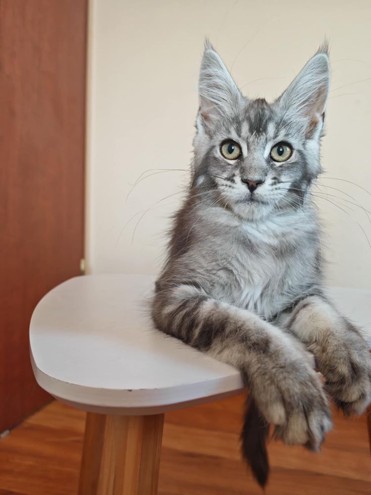 Kotka Maine coon do hodowli