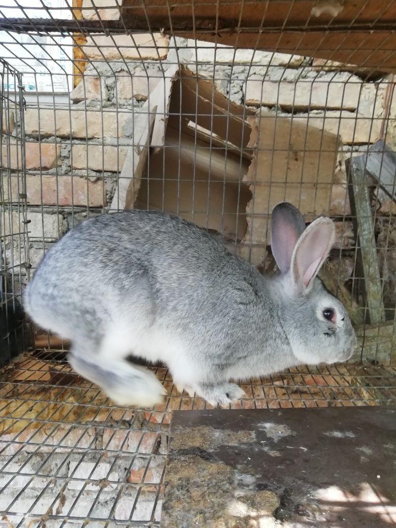 Продажа кроликов от 2 месицов