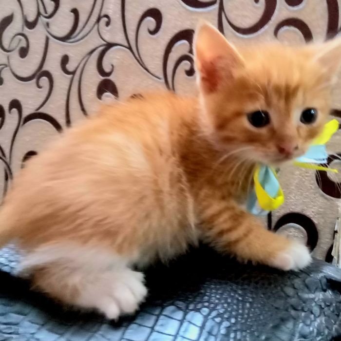 Котики безкоштовно