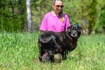 Maja sunia w typie labradora szuka domu!