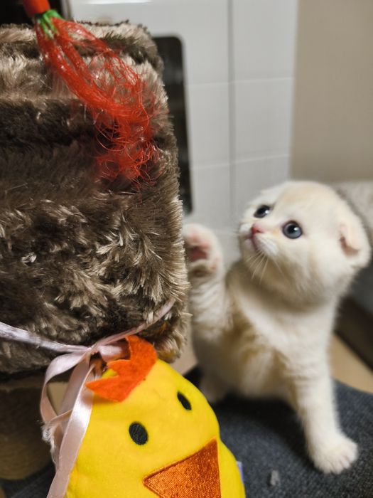 Gatinho Scottish fold