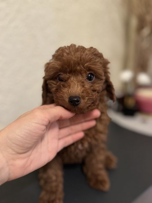 Хлопчик той-пудель 2 міс red/brown тікап/мальтипу