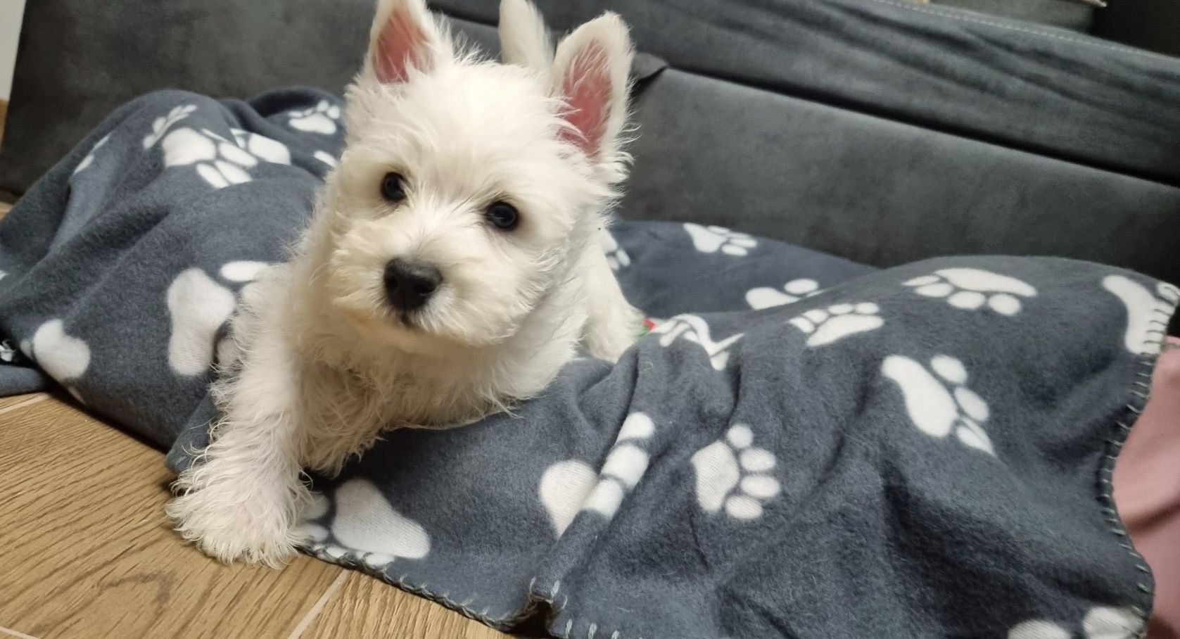 West Highland White Terrier- suczka