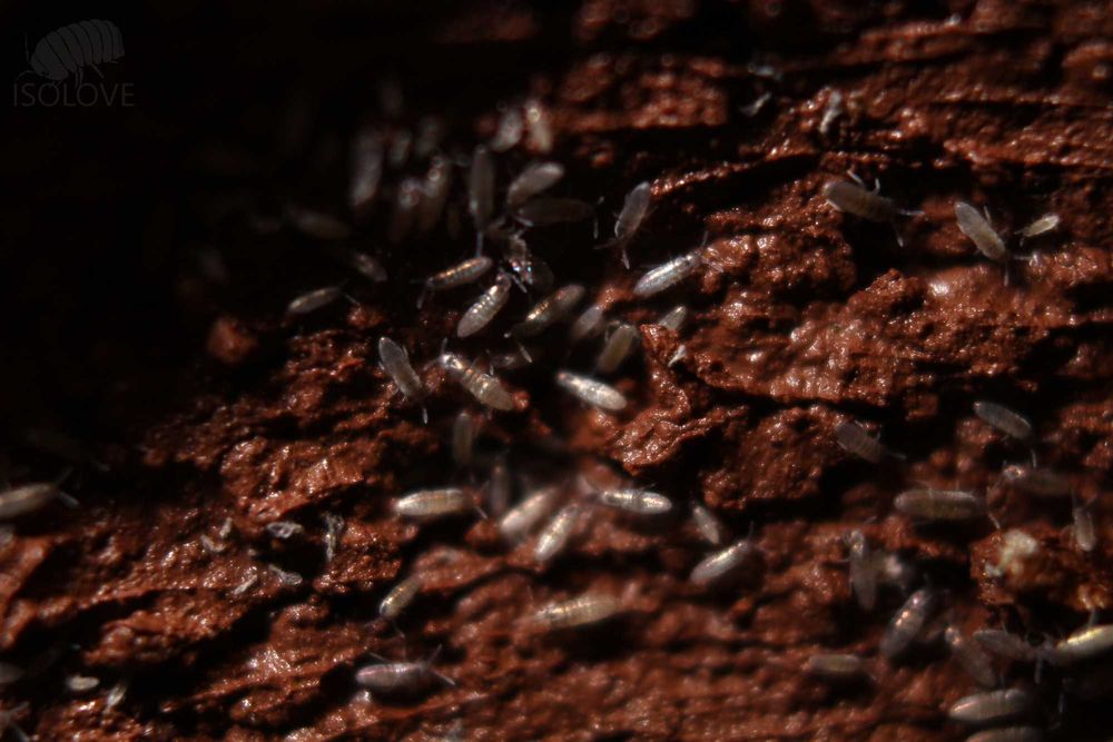 50x Lepidocyrtus sp."silver springtails" skoczogonki ekipa sprzątająca