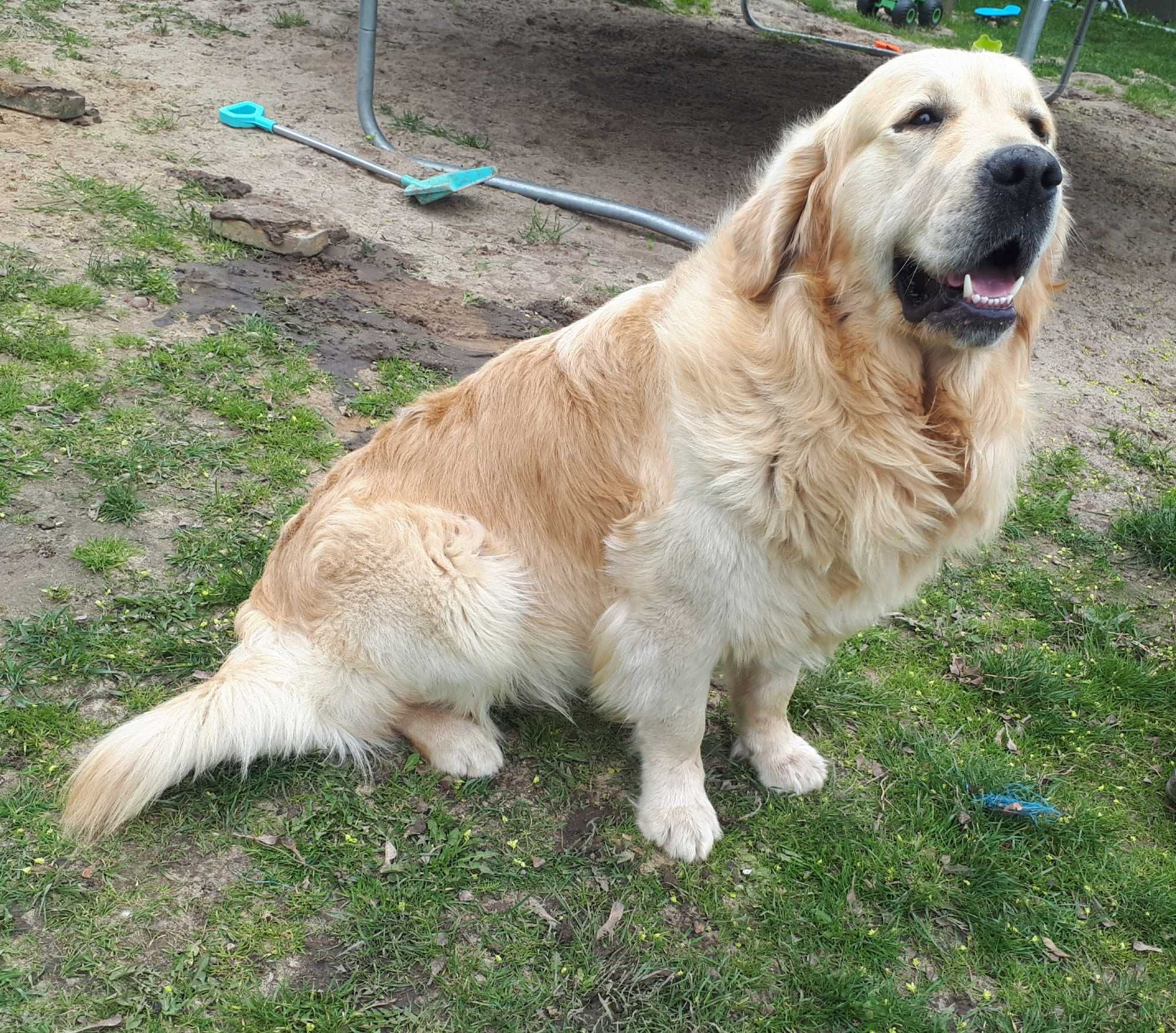 Golden Retriever Reproduktor Pies