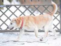 Pies w typie beagla do adopcji