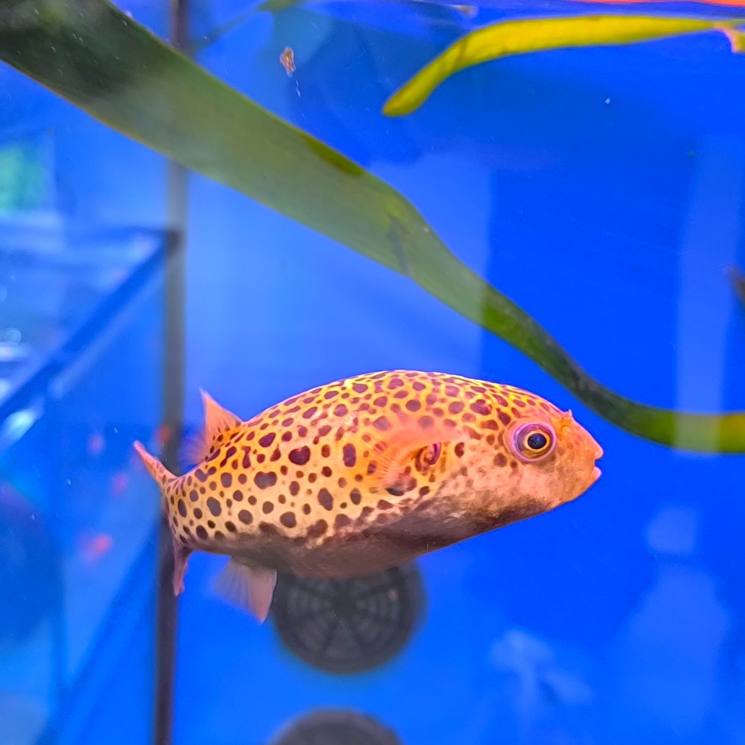 Tetraodon Nigroviridis 10/15cm