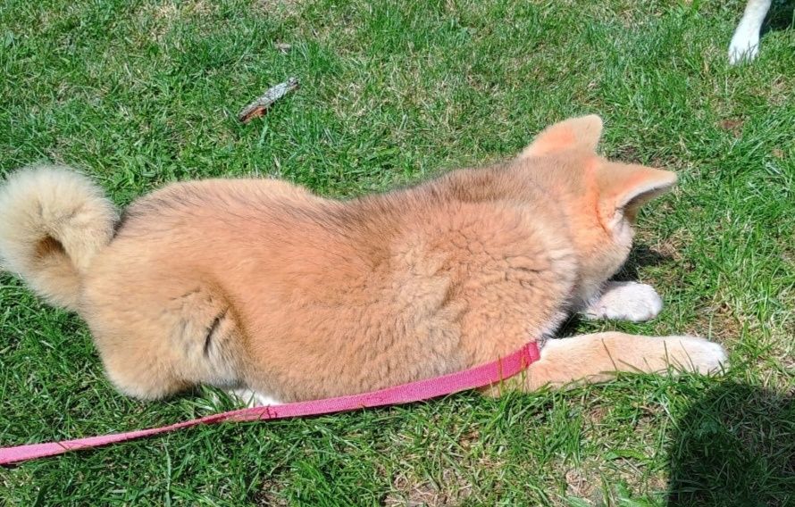 Akita Inu piesek ZkwP FCI