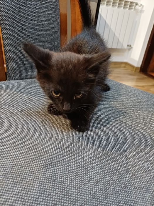 4 śliczne kociaki szukają domu