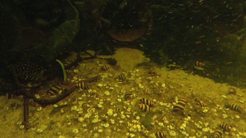 Ślimaki Helenki z hobbystycznej hodowli