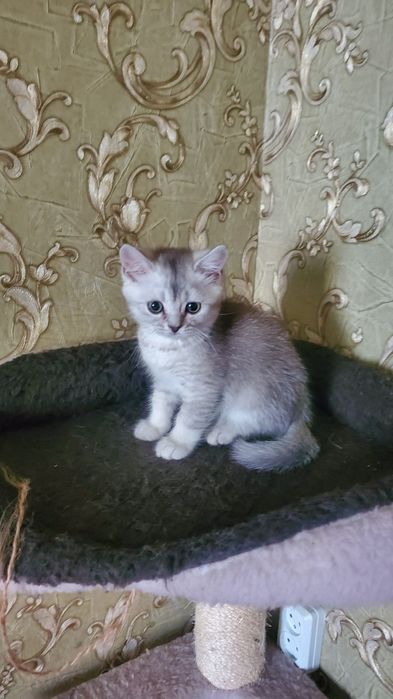 Шотландские Котята серебристая шиншила