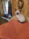 Продам сіамське кошення котення котята.