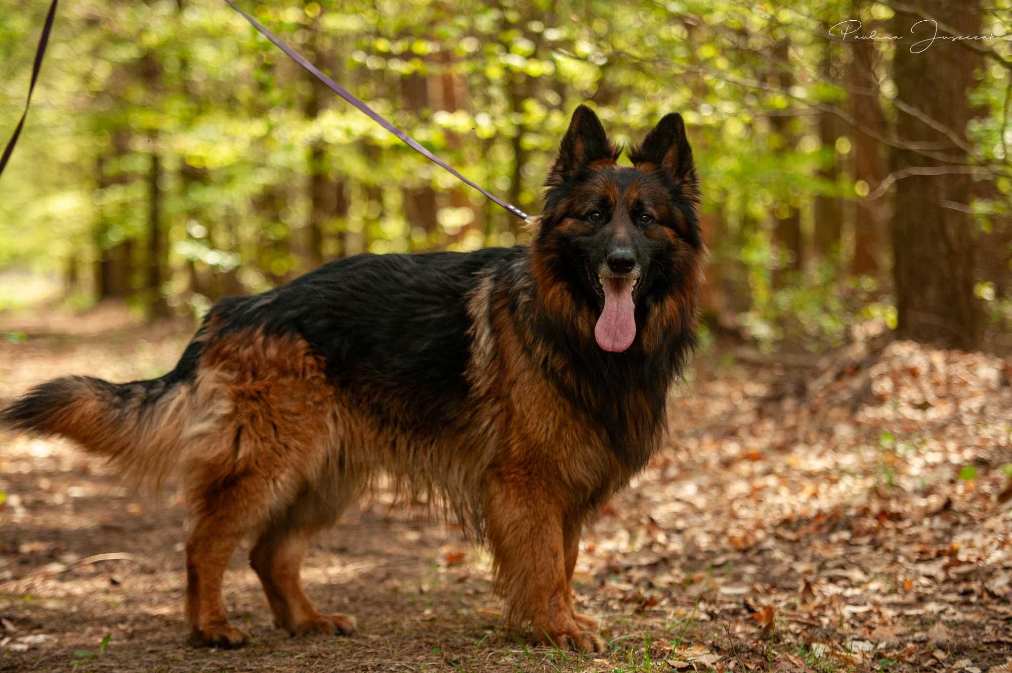 Pando – owczarek niemiecki do adopcji czeka na prawdziwy dom