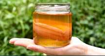 Kambucha Kambucza grzybek herbaciany