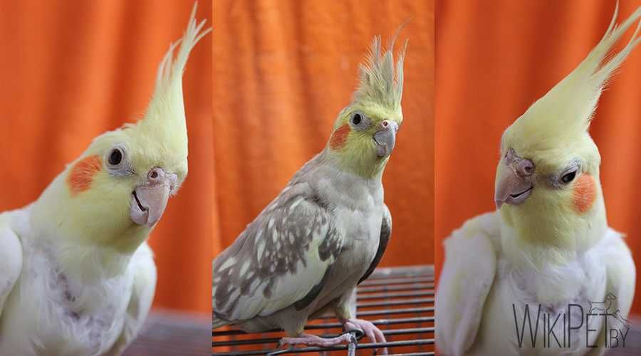 Папужки корелла (німфа)