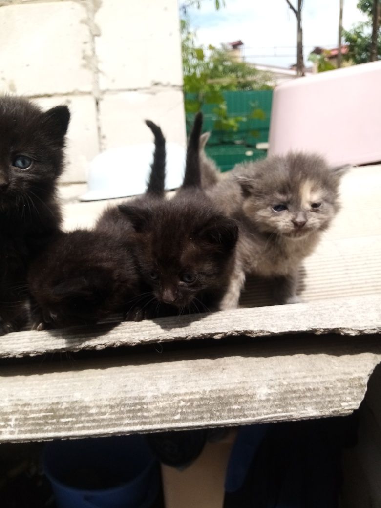 Котенята Безкоштовно